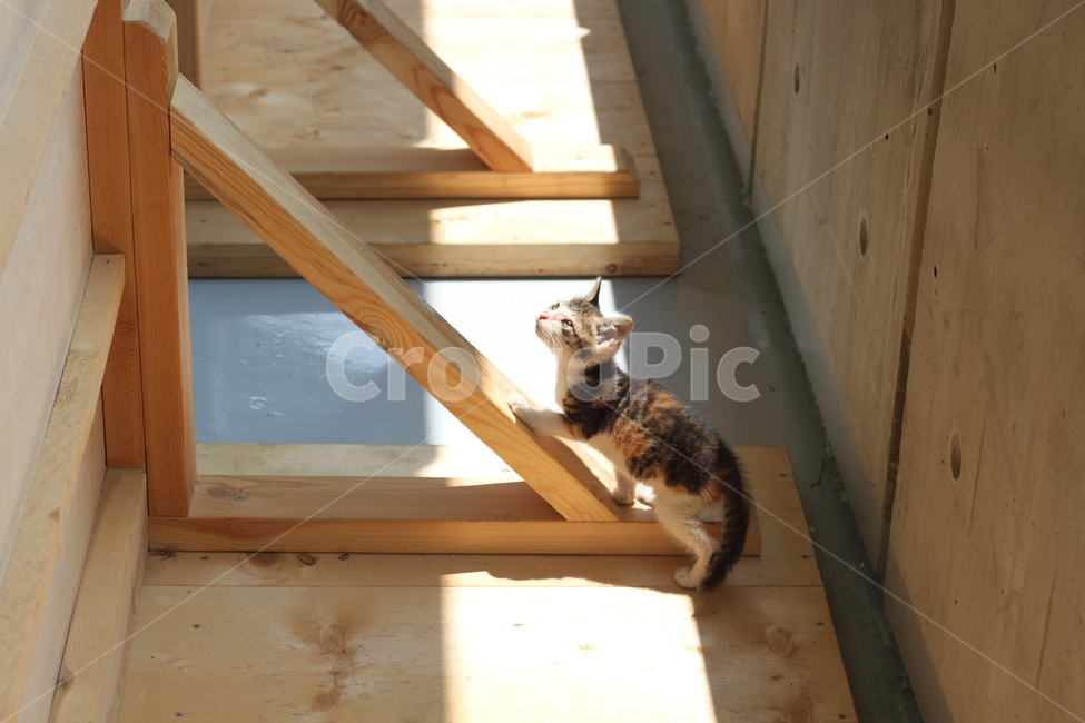 고양이,새끼고양이,아기고양이,길냥이,길고양이,kitten,animal,baby,cute,lonely,loneliness,one,한마리,유기묘,반려묘,pet,mammal,낮,외로움,동물,animal,포유류,mammal,고양이,cat,kitten,kitty