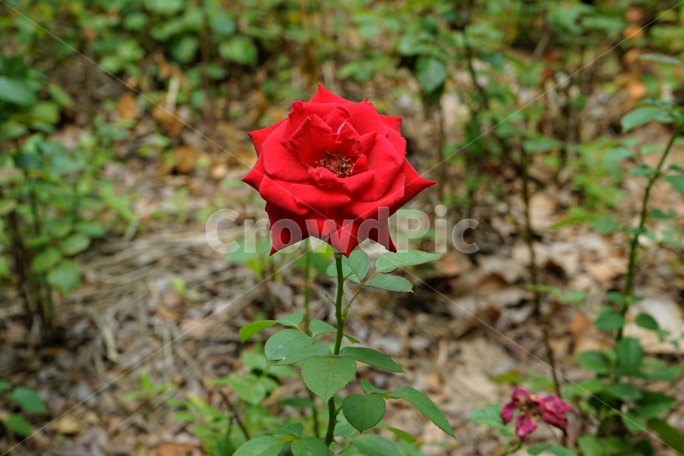 장미,정열,붉은색,red,가시,식물,꽃,개화,beautiful,plant,flower,축제,정원,계절,배경화면,자연,감성,색상,색감,빨강,season,plants,nature,rose,향기,북은색,늦가을,아름다움,thorn,autumn,smell,beauty,5월,여왕,꽃송이,이파리,식물,자연,plants,nature,꽃,flower