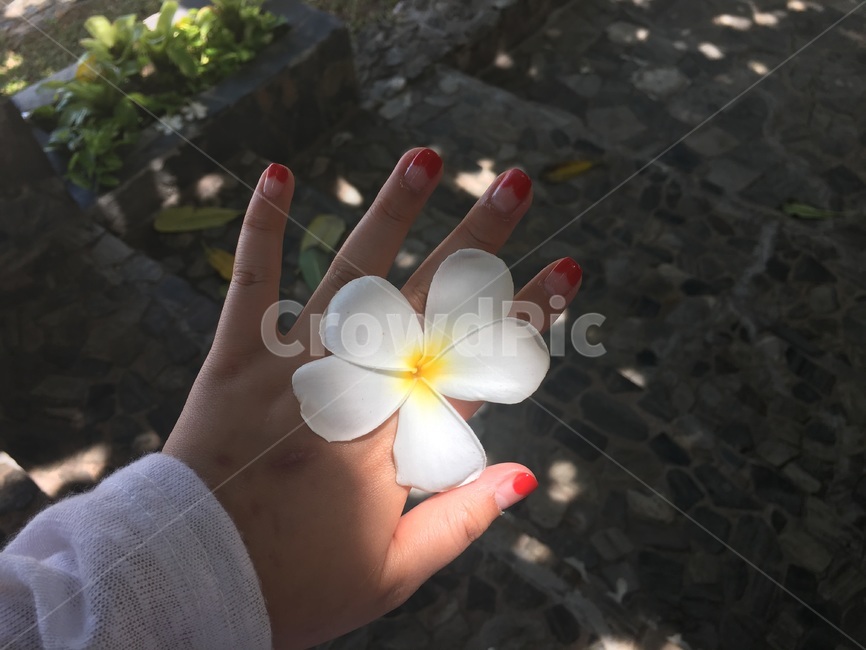 certifying shot,white flower,flower ring,hand,flower