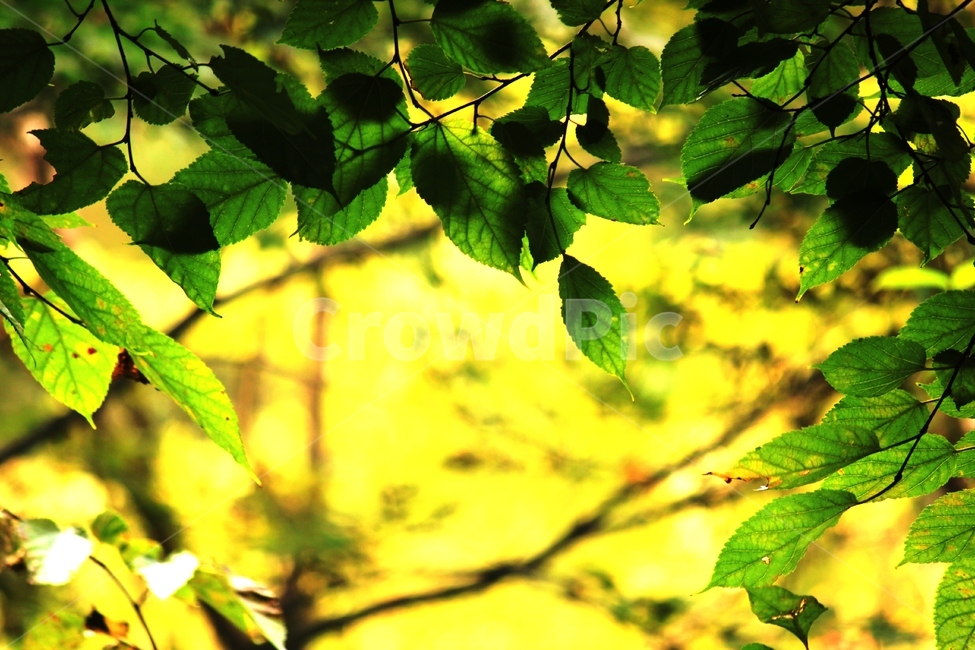나뭇잎,초록,연두,여름,배경,식물,자연,plants,nature