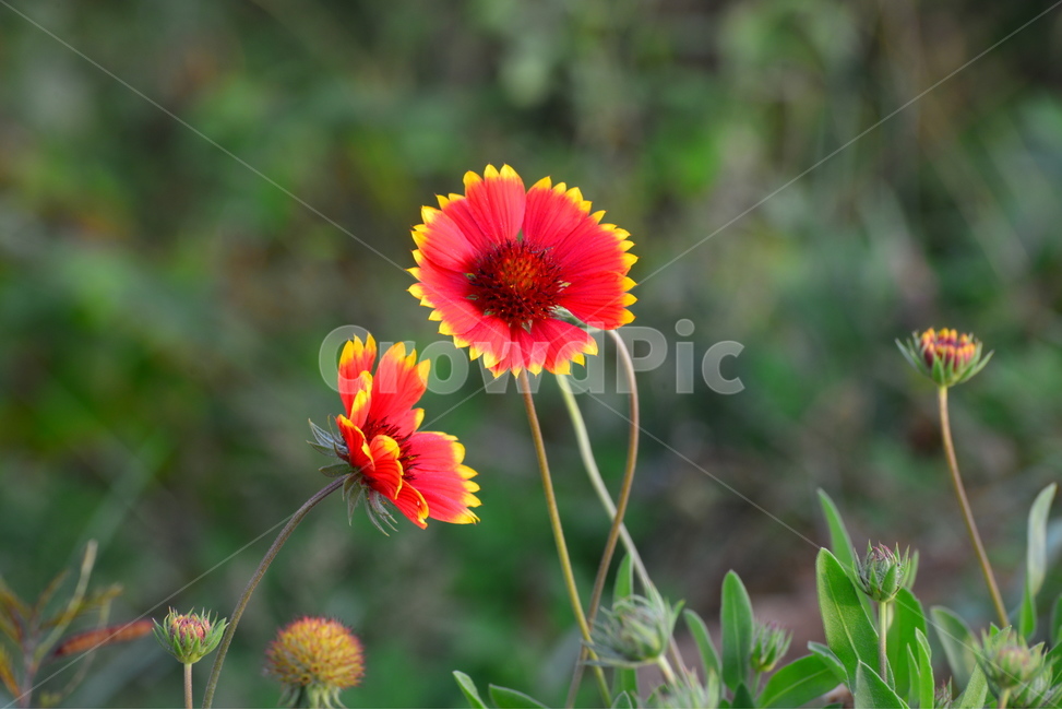 천인국,국화,아침,아침빛,plant,식물,blossom,flower,꽃,식물,자연,plants,nature,꽃,flower