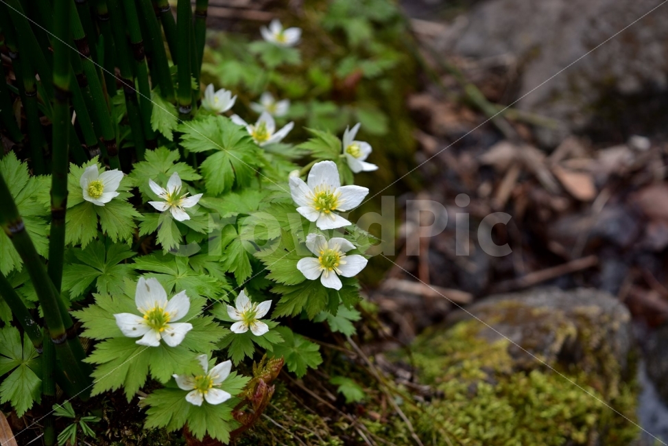모데미풀,봄,야생화,꽃,청태산,강원도,봄꽃,고산야생화,감성,wildflower,산꽃,봄야생화,계곡,이끼,꽃말,슬픈추억,아쉬움,MegaleranthissaniculifoliaOhwi,금매화아재비,운봉금매화,식물,자연,식생,생태,식물,자연,plants,nature,꽃,flower