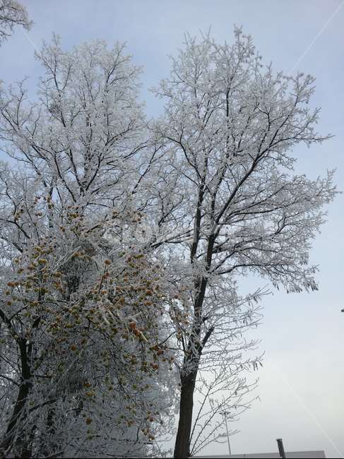 눈,도로,눈꽃,나무,열매,하늘,겨울,계절,winter,season,식물,자연,plants,nature,나무,trees,wood