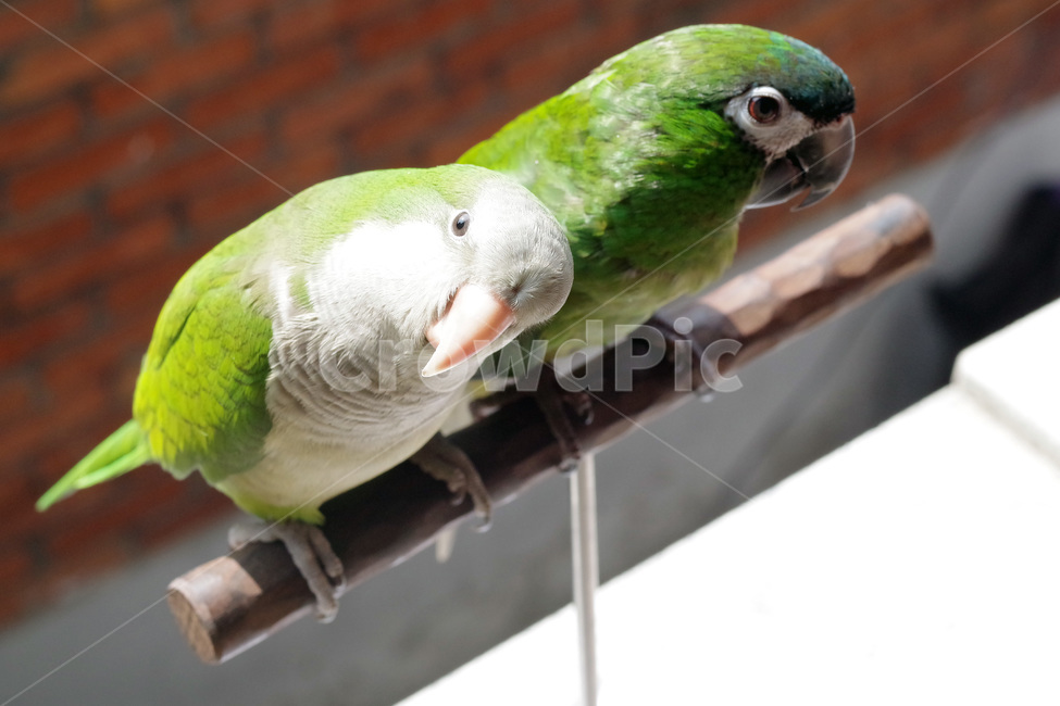 앵무새,봄,동물,조류,한스마카우,퀘이커,PARROT,MACAW,QUAKER,SPRING,동물,animal,조류,새,birds