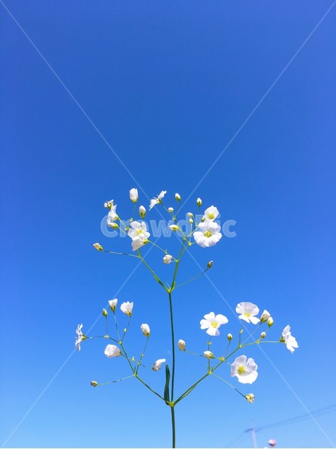 하늘,꽃,깔끔,푸르른,심플,식물,자연,plants,nature,꽃,flower