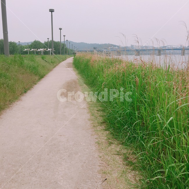 길,들풀,한강,다리,풍경