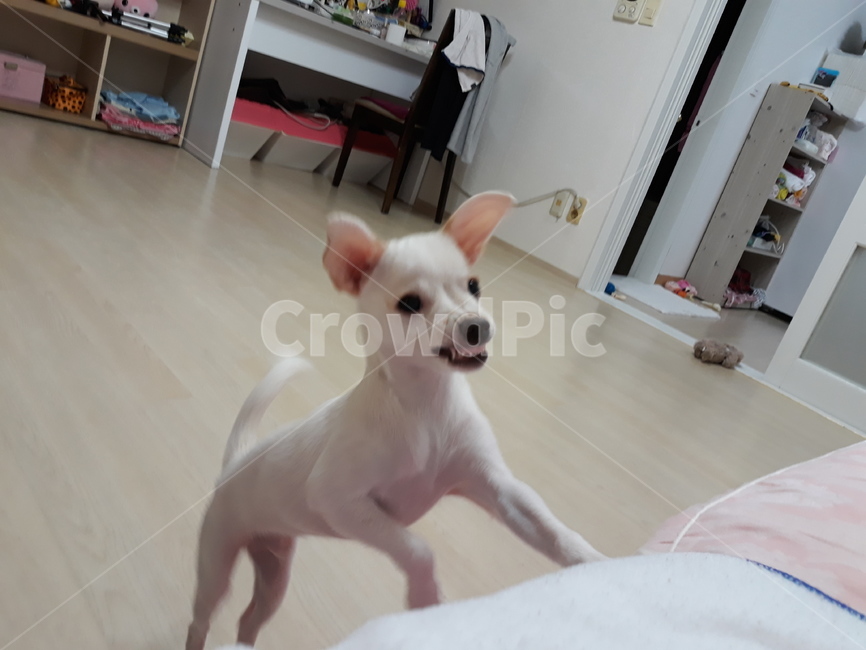 강아지,개,반려견,치와와,으르렁,동물,animal,포유류,mammal,개,강아지,dog,doggy