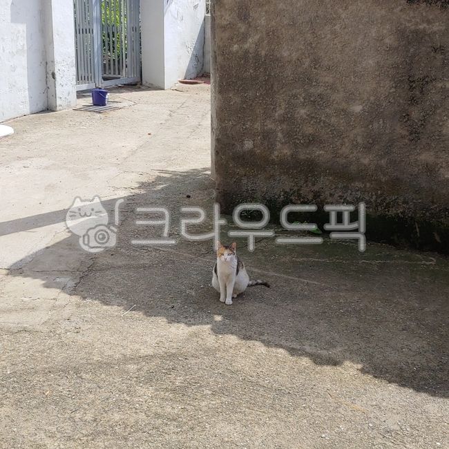 고양이,길고양이,오드아이,오드아이고양이,삼색이,코리안숏헤어,koreanshorthair,도둑고양이,반려묘,반려동물,동물