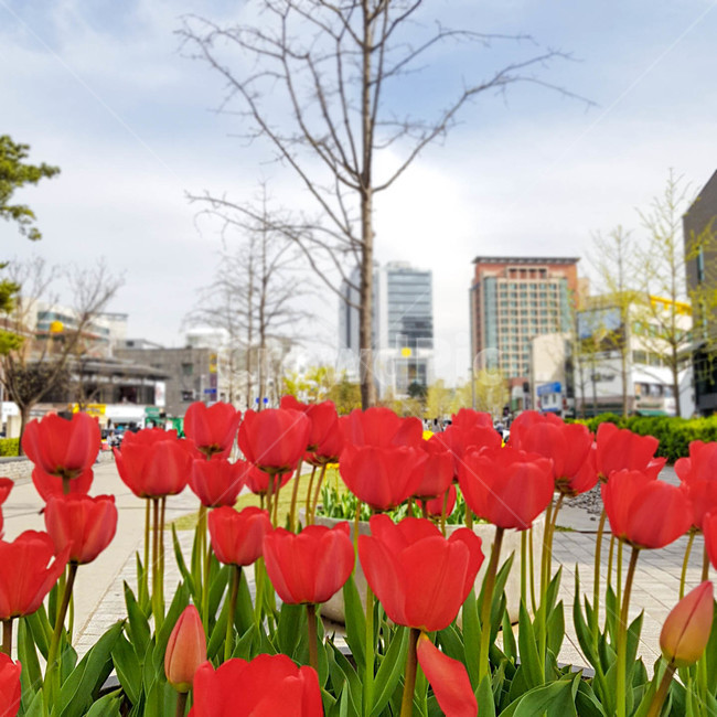 빨간색,꽃,빨강,공원,하늘,튤립,빨간꽃,red,flower,redflower,park,sky