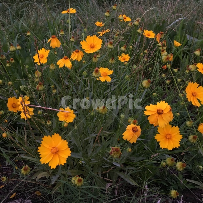 꽃,분위기,화분,식물,plant,flower,식물,자연,plants,nature,꽃,flower