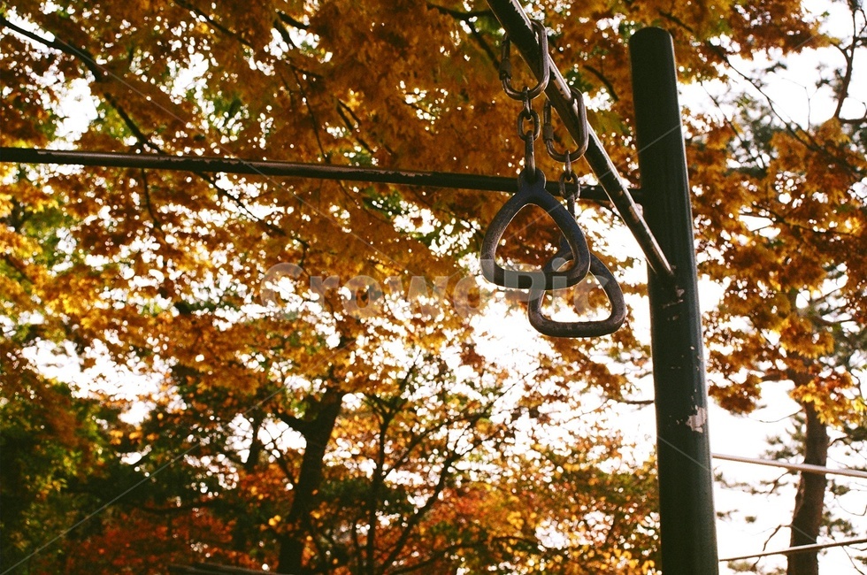 잎,leaf,식물,가을,계절,나무,철봉,손잡이,plant,풍경,tree,handle,season,chinupbar,fall,autumn,필름,필름사진,film,감성,감성사진,따뜻함,색감,sensitivity