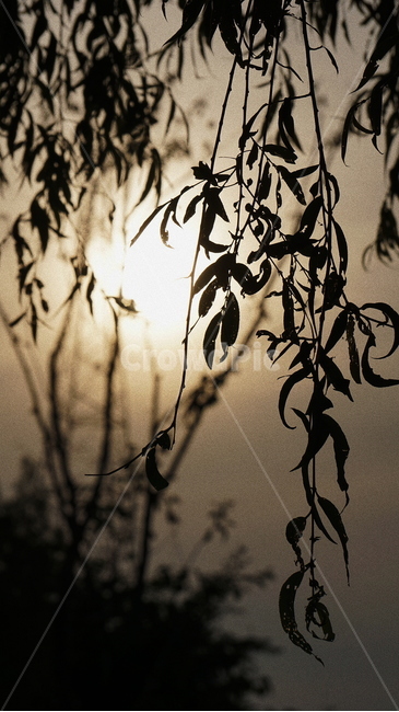 나무,일몰,식물,잎,leaves,tree
