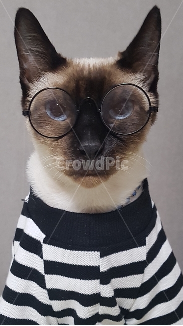 고양이,이쁜배경,줄무늬,패션,친구,수능,대박,다지인,폰배경,배경화면,인싸,동물,animal,포유류,mammal,고양이,cat,kitten,kitty