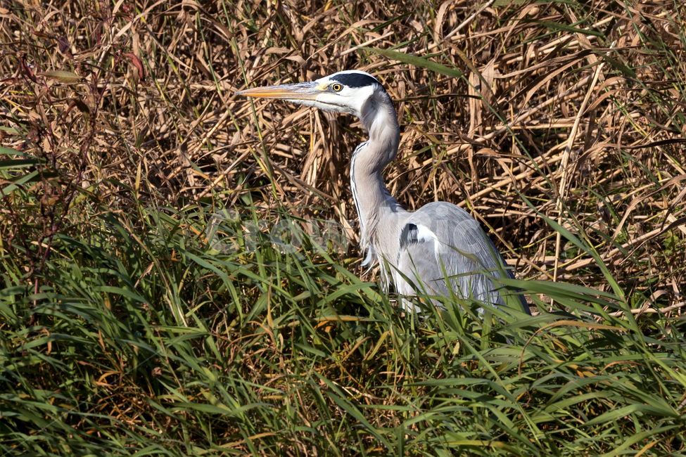 왜가리,새,조류,철새,야생,야생동물,동물,자연,생태,생태계,heron,bird,animal,동물,animal,조류,새,birds
