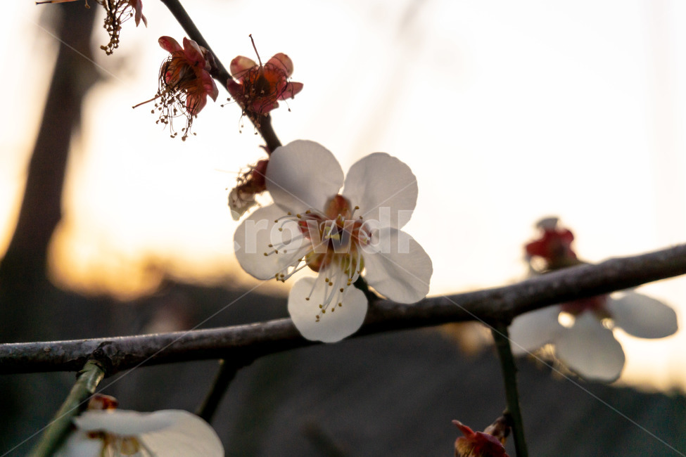 꽃,매화꽃,봄꽃,봄,계절,나무,식물,자연,plants,nature,꽃,flower