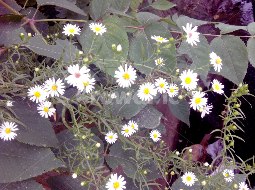 꽃,계란꽃,잎사귀,들국화,식물,잡풀,tree,plants,flower,식물,자연,plants,nature,꽃,flower