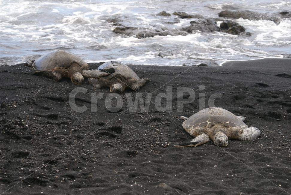 거북,바다,휴식,위로,집,해변,바다,beach,sea,동물,animal,파충류,양서류,reptile,amphibian
