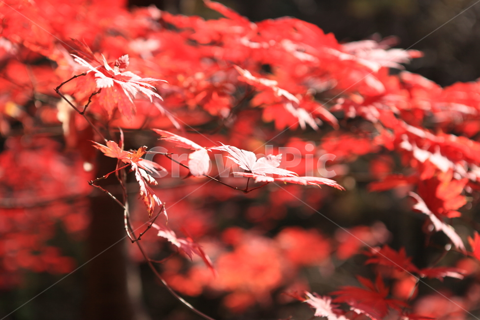 단풍,가을,나무,만추,단풍숲,가을,계절,fall,autumn,season,식물,자연,plants,nature,plant,leaf,잎,tree