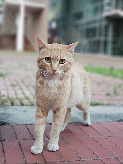 고양이,길고양이,cat,코리안숏헤어,코숏,냐옹이,동물