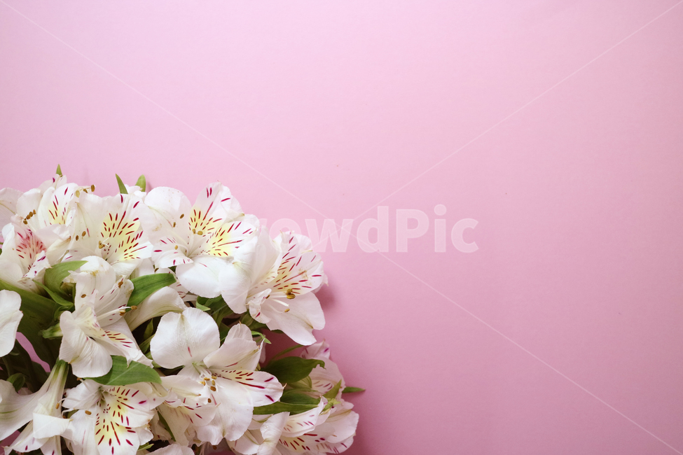 꽃,꽃다발,흰꽃,하얀꽃,백그라운드,배경,배경이미지,식물,부케,아름다움,보테니컬,꽃,flower