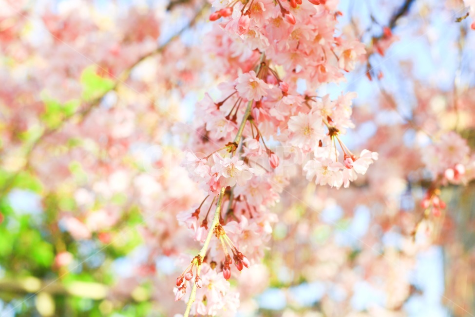 배경화면,감성사진,자연,풍경,벚꽃,일본,봄,분위기,경치,색감,색채,flower,blossom,봄,계절,spring,season,식물,자연,plants,nature,꽃,flower,감성,sensible,feeling,휴식,힐링,rest,relaxation,healing,색깔,색상,색채,색감,color sense,color sensitivity,feeling of color,plant
