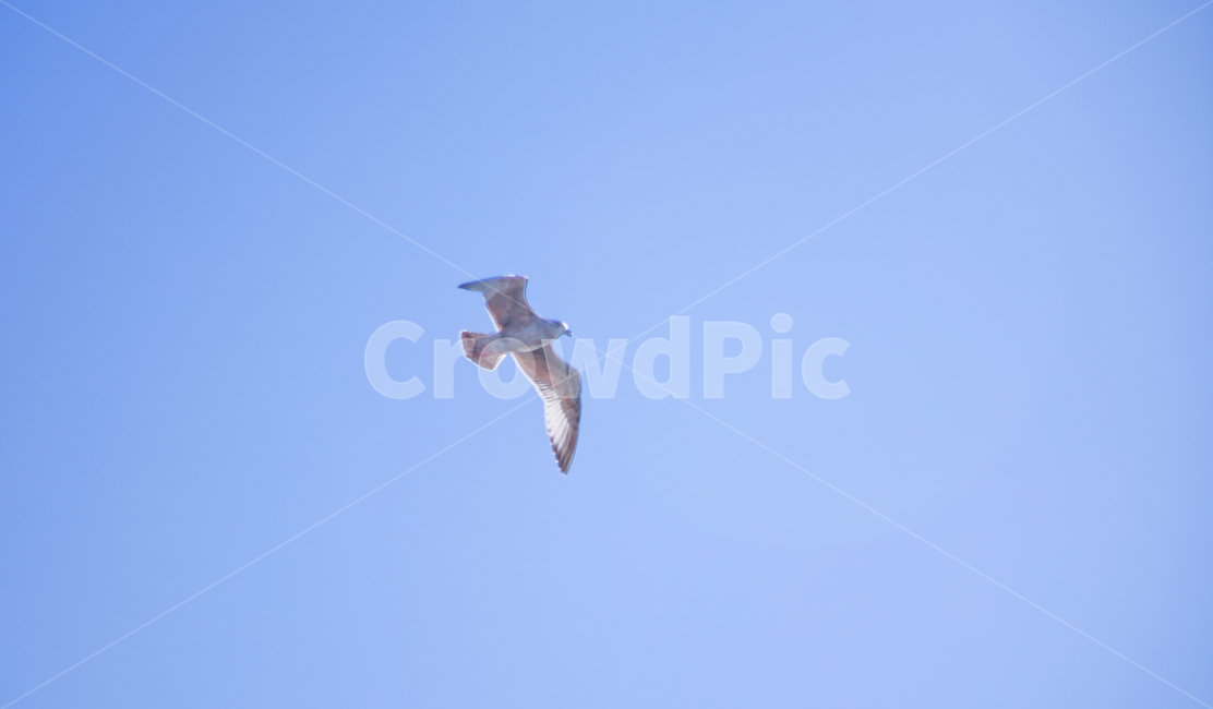 sky,blue sky,flight,rest,Birds,firmament,fly,blue,flying,bird,animal,glide,Seagull,Emotion,wing,distant sky