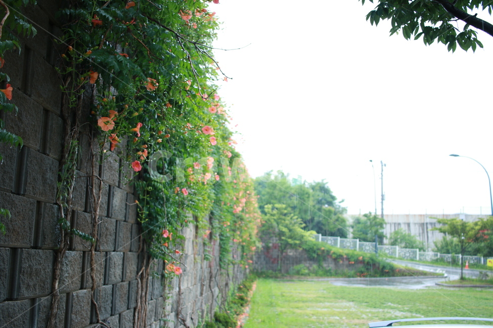 우중출사,장마,능소화,금등화,비방울,자연,풍경,nature,landscape,비,비오는날,rain,rainy,plant,식물,outdoors,옥외,garden,정원