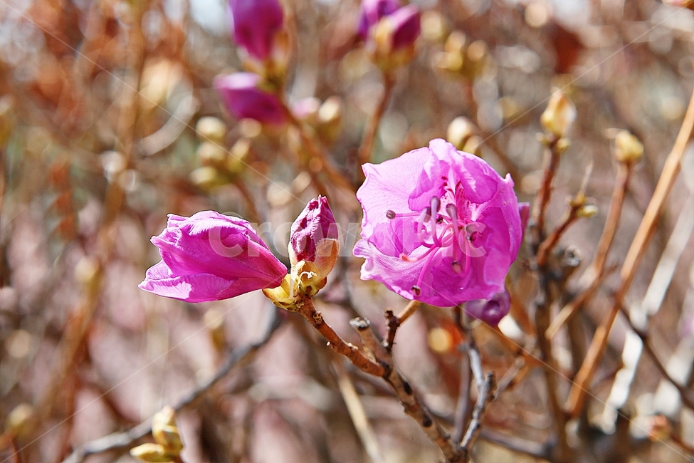 진달래,꽃,꽃잎,봄꽃,봄,식물,자연,식물,자연,plants,nature,꽃,flower