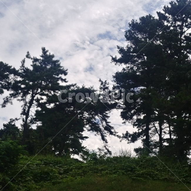 하늘,나무,산,풍경,구름,나무,trees,wood