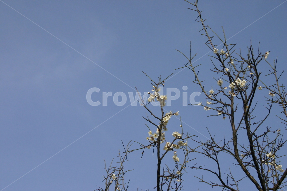 벚꽃,cherryblossom,sakura,flower,yinghua,yinghua,sakuraflower,background,white,tree,leaf,plant,green,nature,leaves,branch,fruit,isolated,spring,fresh,foliage,garden,agriculture,flora,growth,forest,herb,organic,blossom,pine,macro,closeup,closeup,natural,twig,bloom,beauty,blooming,beautiful,petal,season,outdoors,environment,freshness,lush,grass,bouquet
