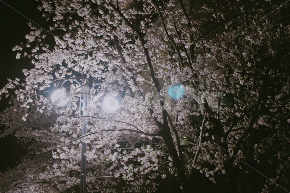 밤,야경,벗꽃,벚꽃,꽃,가로등,가로수,봄,계절,spring,season,식물,자연,plants,nature,꽃,flower,야경,밤,풍경,nightscape,night,landscape,blossom,cherry blossom,plant