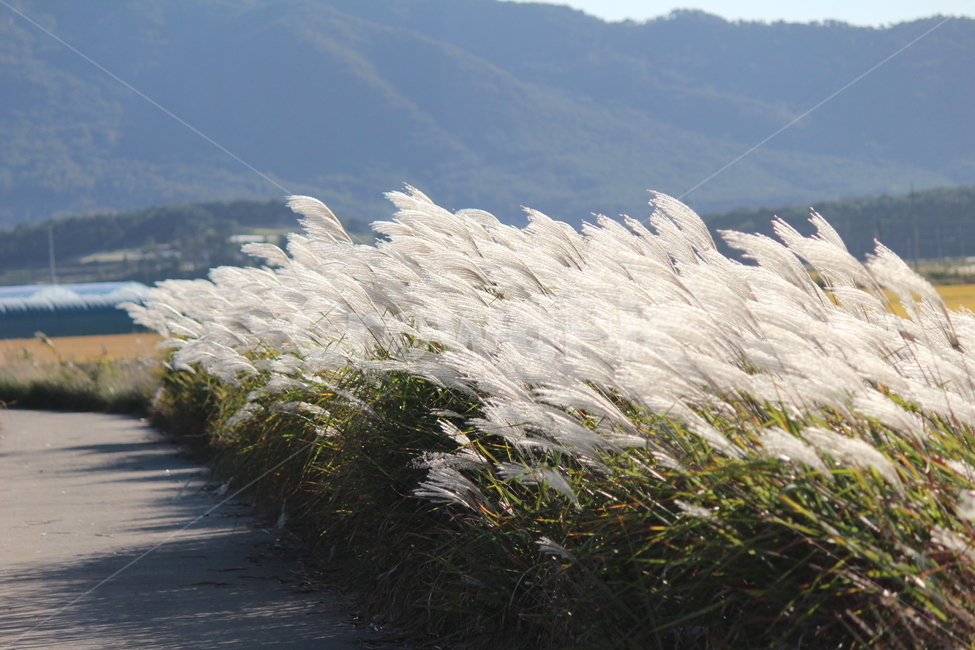 갈대,풀,식물,힐링,시골,바람부는,길,가을,계절,fall,autumn,season,grass,잔디,plant,lawn