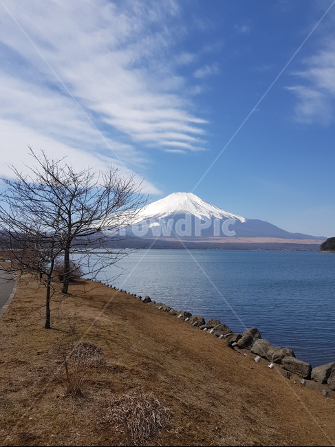 후지산,눈덮힌후지산,후지산호수,후지산야마나카호,겨울후지산,후지산눈,산,물,호수,눈,물가,나무,맑은하늘,파란하늘,하늘,구름,겨울산