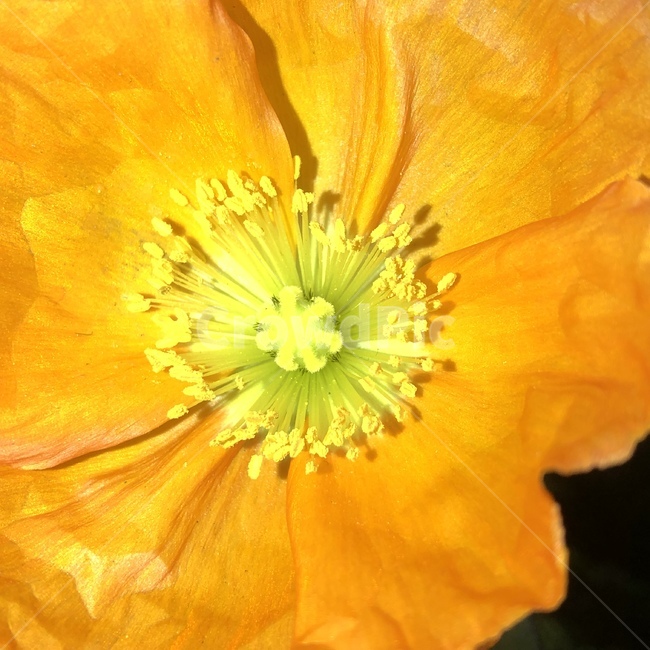 꽃,꽃술,수술,암술,화분,꽃가루