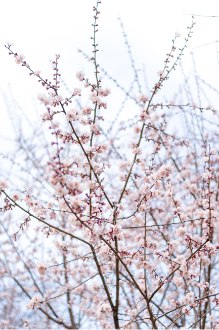 plant,식물,flower,blossom,꽃,봄,spring,매화,봄꽃,봄,계절,spring,season