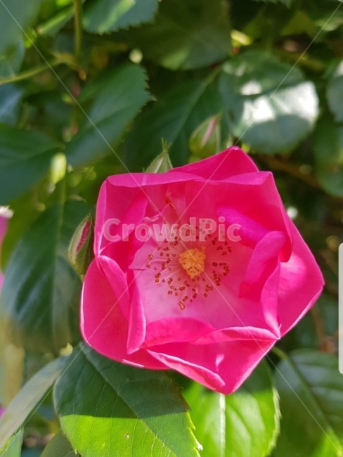 flower,꽃,장미,rose,식물,꽃,flower