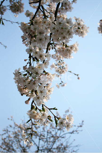 벚꽃,봄,봄날,감성,spring,flower,풍경,식물,꽃,분홍색,봄,계절,spring,season,식물,자연,plants,nature,꽃,flower,plant,blossom