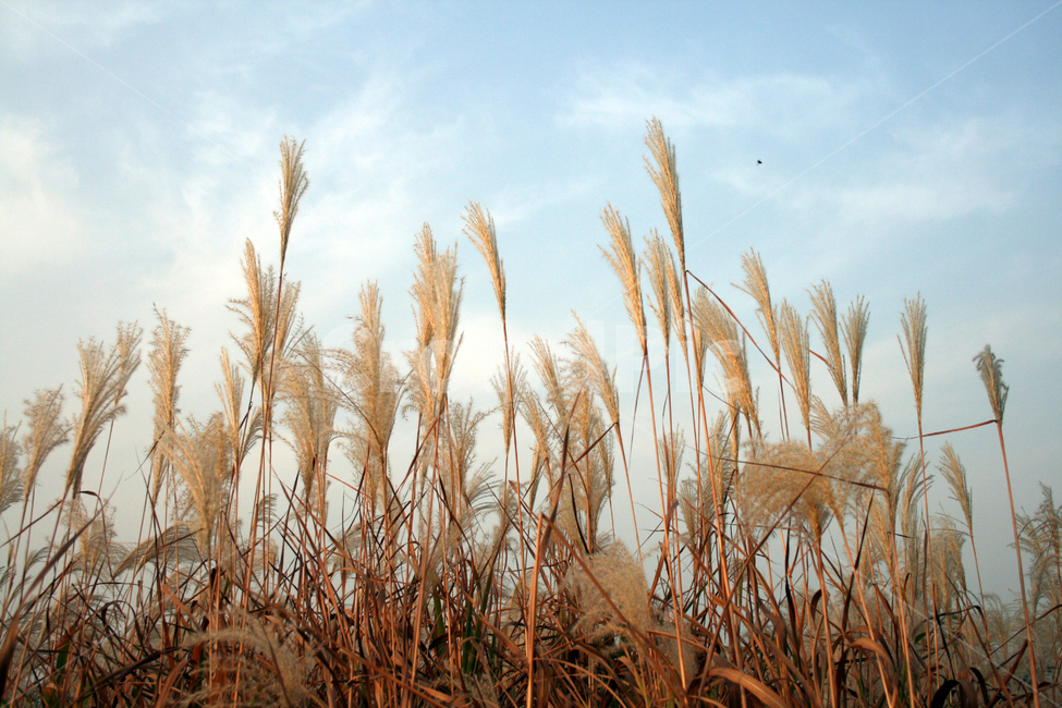 억새,식물,plant,가을,하늘,가을,계절,fall,autumn,season,식물,자연,plants,nature