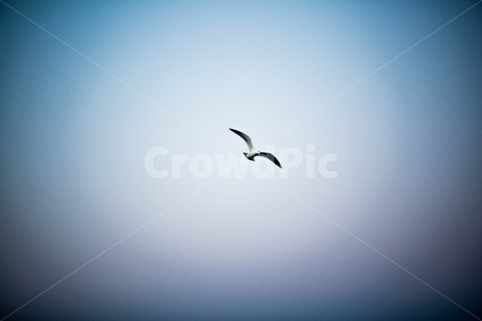 갈매기,비행,새,조류,바다,동물,animal,조류,새,birds