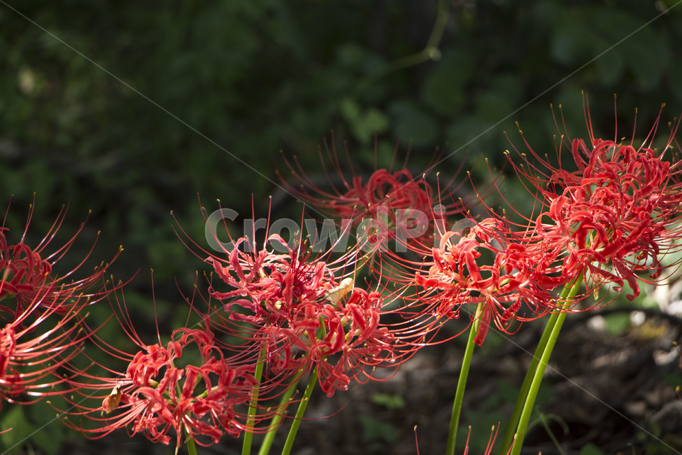 꽃무릇,상사화,꽃,식물,자연,여름,배경,식물,자연,plants,nature,꽃,flower
