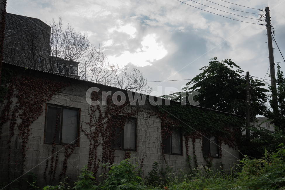 폐가,음침함,덩쿨,나무,죽음,abandonedhouse,old,vintage