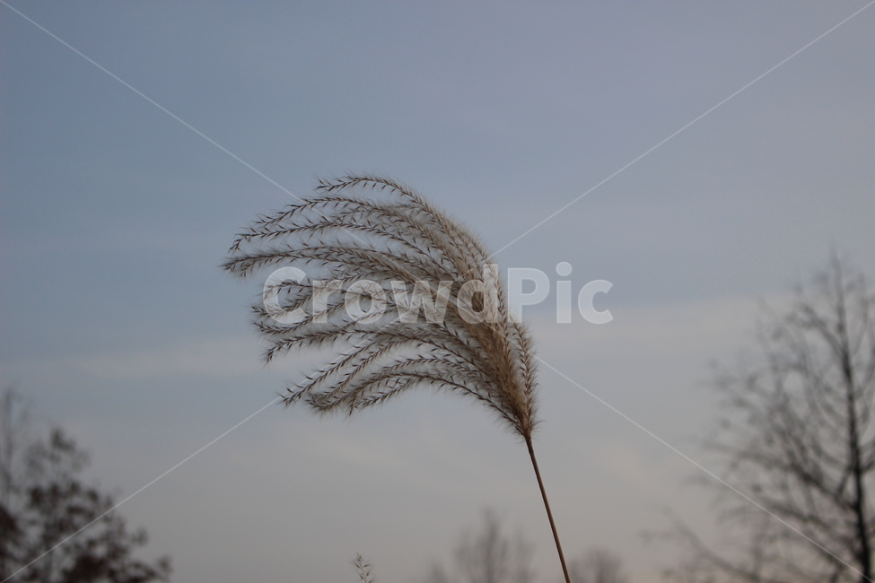 plant,식물,갈대,서울식물원,갈대밭