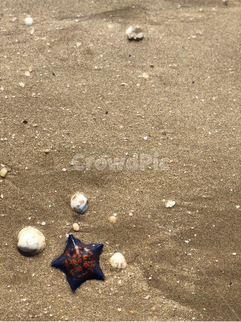 바닷가,불가사리,조개,모래사장,바다,해변,바다,beach,sea