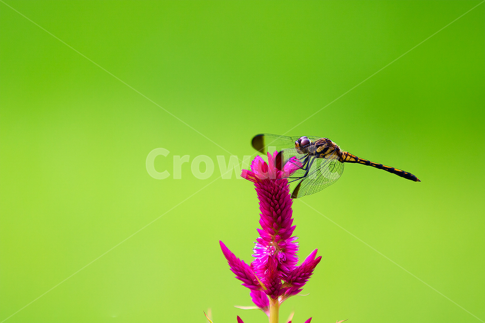 자연,잠자리,꽃,감성사진,생태사진,식물,자연,plants,nature,꽃,flower,동물,animal,곤충,벌레,insect,bug