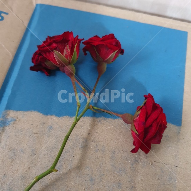 장미,rose,꽃,장미세송이,시들한꽃