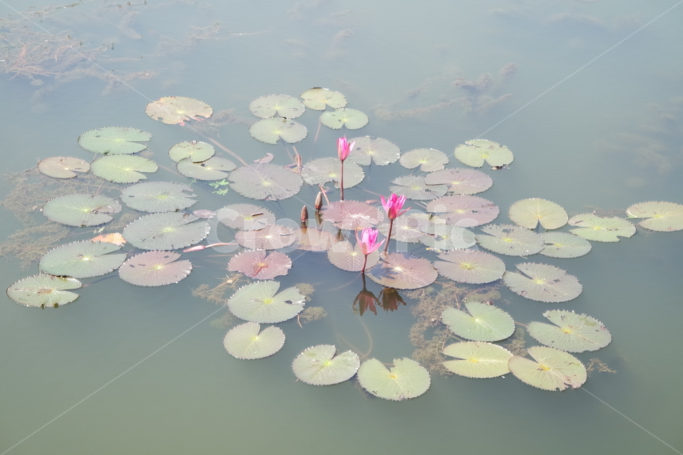 연꽃,부처님오신날,수련,소원해진사랑,꽃말,식물,자연,plants,nature,꽃,flower