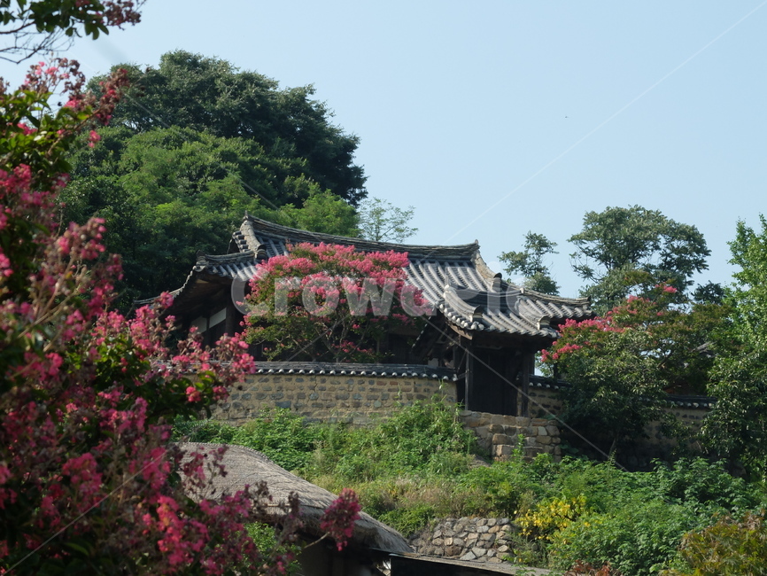 전통,전통마을,풍경,양동마을,배롱나무,한국전통,한국문화,korean traditional,korean culture,건축물,건물외관,exterior,building,structure,architecture,construction