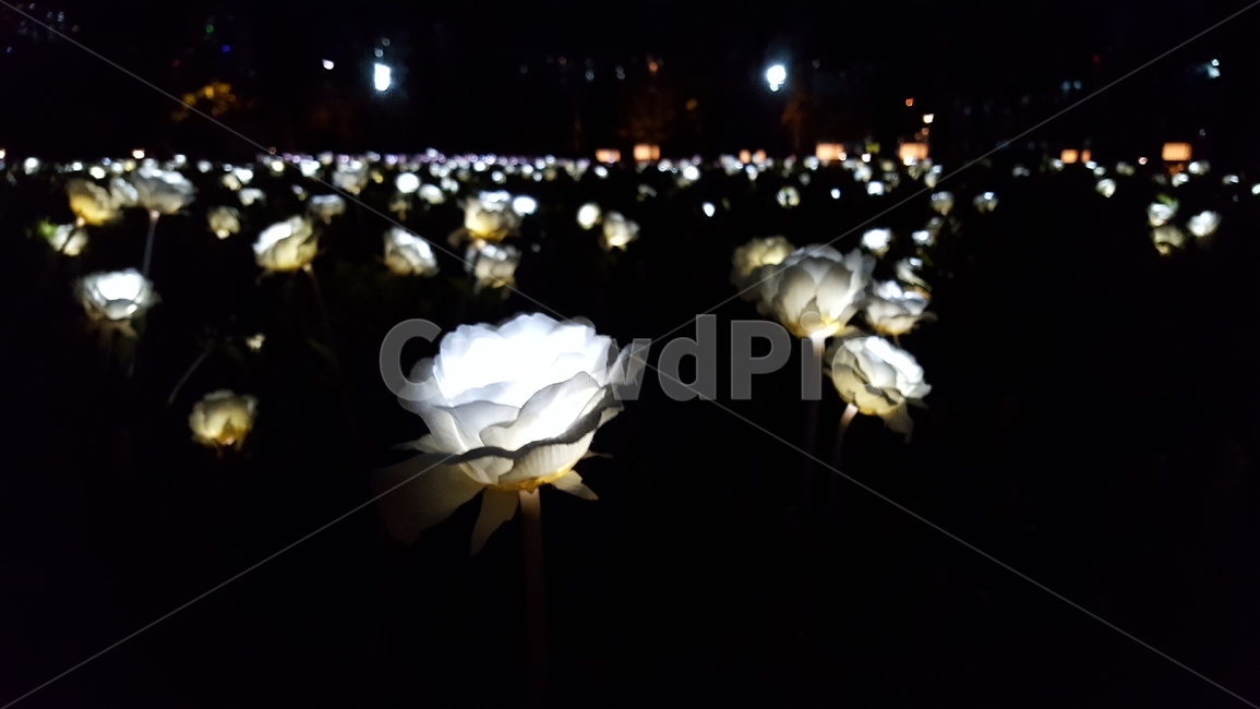 blossom,flower,꽃,plant,전구,조명