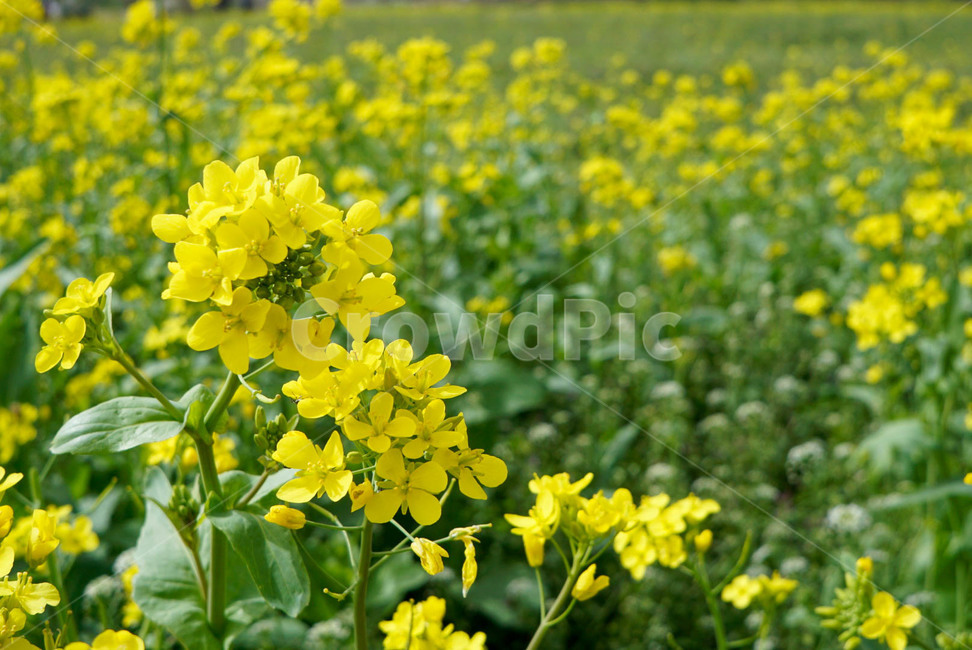 꽃,유채꽃,꽃밭,풍경,flower,봄,계절,spring,season,유채꽃밭,감성,대구,여행,travel,여행사진,배경,배경사진,plants,식물,자연