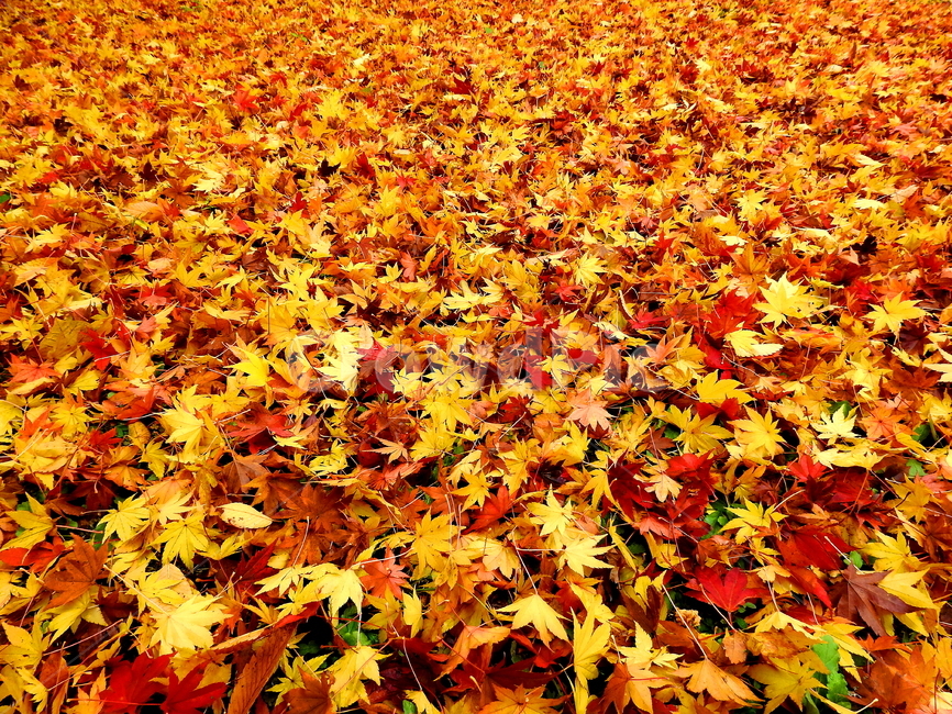 가을,계절,나무,식물,풍경,가을,계절,fall,autumn,season,plant,leaf,잎,tree,maple,단풍